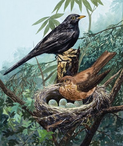 Oiseaux et nid - English School