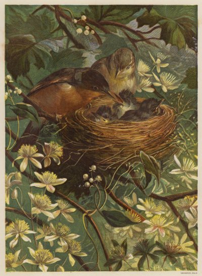 Oiseaux nourrissant leurs petits dans un nid - English School