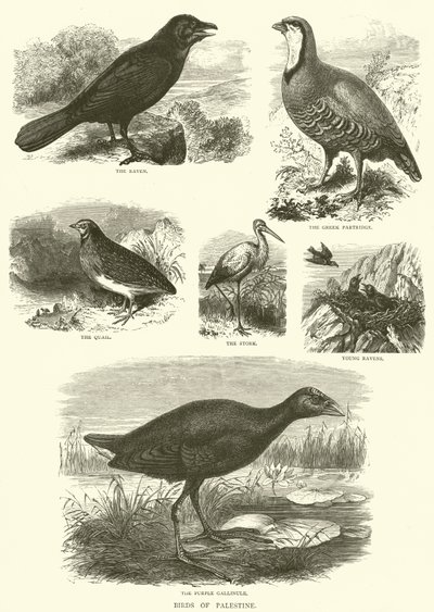 Oiseaux de Palestine (gravure) - English School