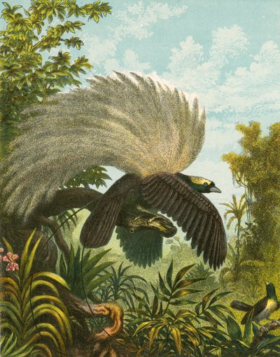 Oiseaux de paradis - English School