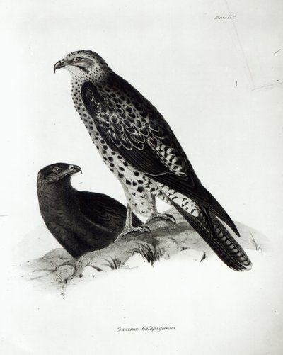 Oiseaux de proie, planche 2 de 