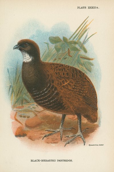 Perdrix à poitrine noire - English School