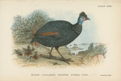 Pintade huppée à collier noir - English School
