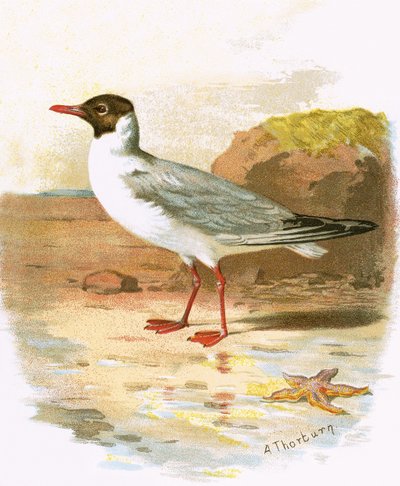 Mouette rieuse - English School