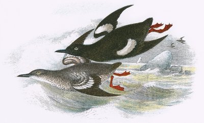 Guillemot à miroir - English School