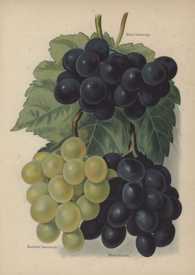 Black Hamburgh, Buckland Sweetwater, Black Alicante - English School