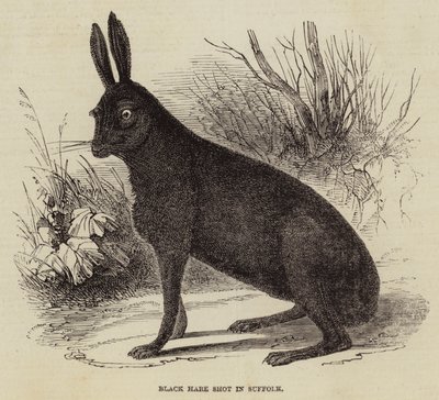 Lièvre noir abattu dans le Suffolk - English School