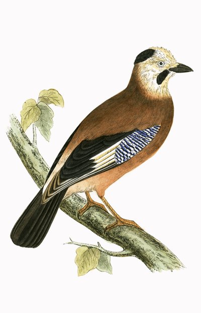 Geai à tête noire, illustration de 