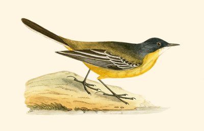 Bergeronnette à tête noire, illustration de 
