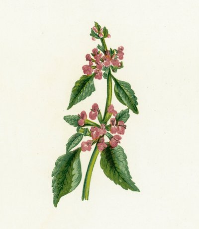 Ballote noire, Ballota Nigra - English School