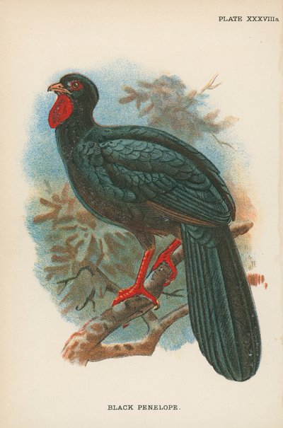 Pénélope noire - English School