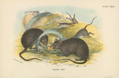 Rat noir - English School