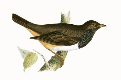 Grive à gorge noire, illustration de 