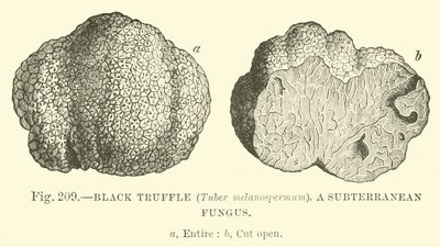 Truffe noire (Tuber melanospermum); Un champignon souterrain - English School