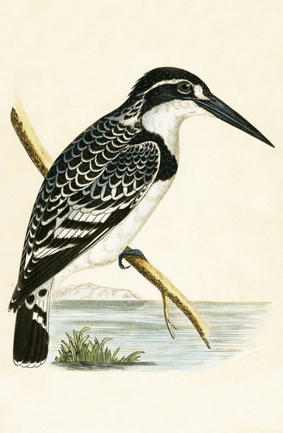 Martin-pêcheur noir et blanc, illustration de 