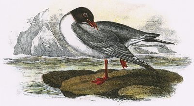 Mouette rieuse - English School