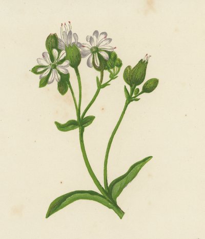 Silène Enflée, Silene Inflata - English School
