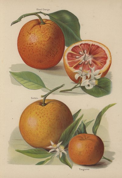 Orange sanguine, Sustain, Tangierine - English School