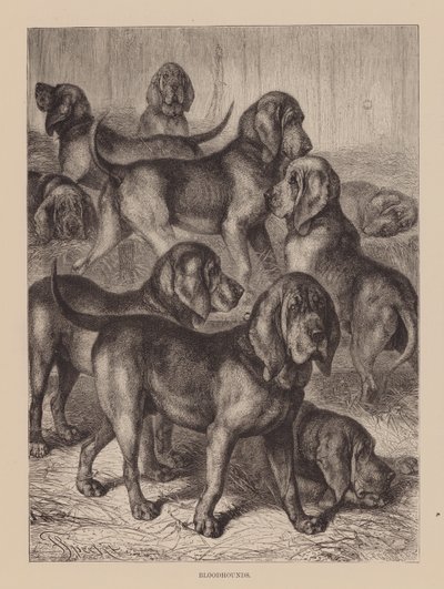 Chiens de sang (gravure) - English School