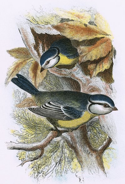Mésange bleue - English School