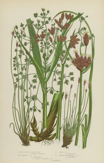 Scirpe à bords émoussés, Scirpe des marais salants, Scirpe des bois, Scirpe à tête chocolat, Scirpe à tige écailleuse - English School