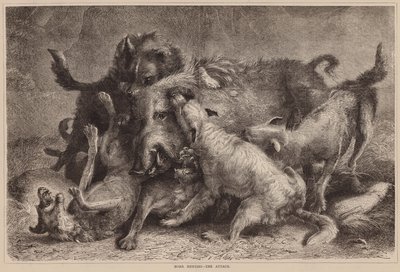 Chasse au sanglier, l