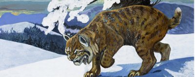 Lynx roux - English School