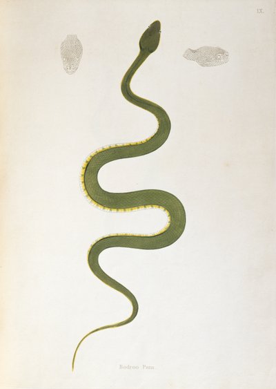 Serpent Bodroo Pam de Un Compte Rendu des Serpents Indiens collectés sur la Côte de Coromandel par Patrick Russell, Londres, 1796 - English School