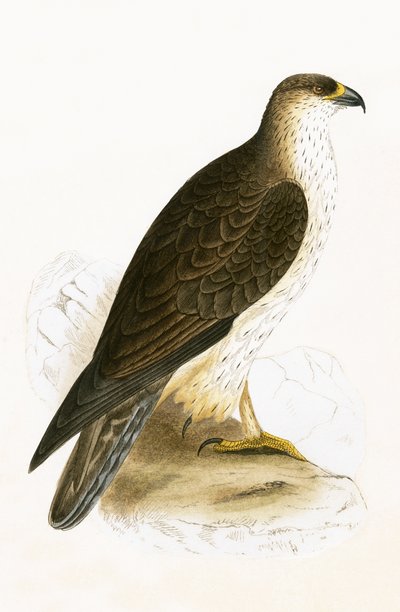 Aigle de Bonelli, illustration de 