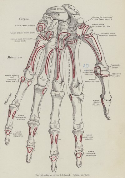 Os de la main gauche, surface palmaire (gravure) - English School