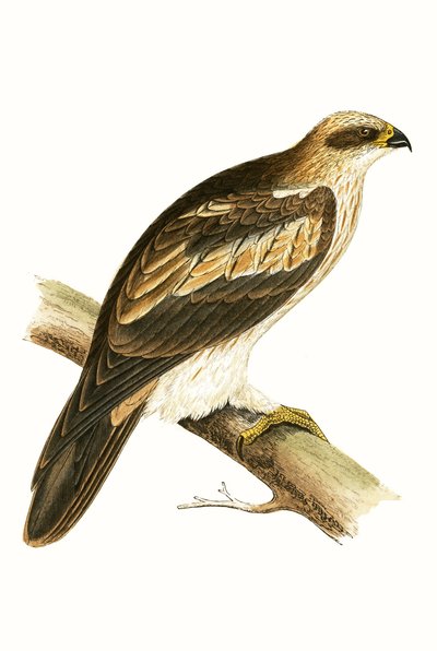 Aigle botté, illustration de 