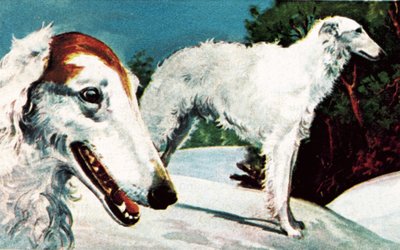 Borzoi - English School
