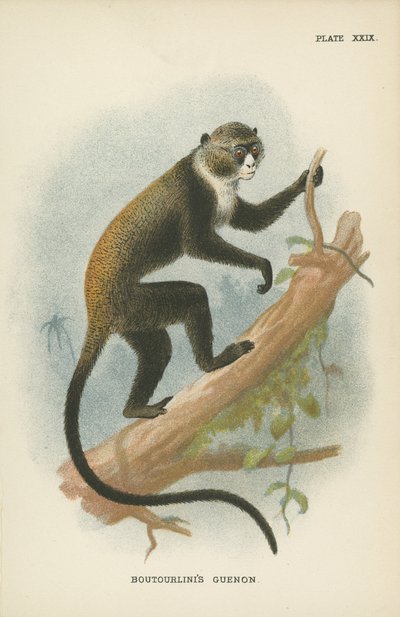 Le Guenon de Boutourlini - English School