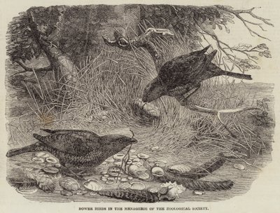 Oiseaux de paradis dans la ménagerie de la Société zoologique - English School