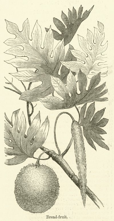 Arbre à pain - English School