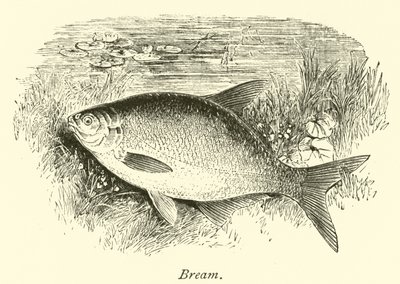 Brème - English School
