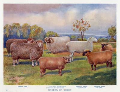 Races de moutons - English School