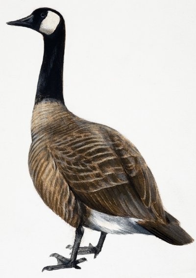 Brent Goose - English School