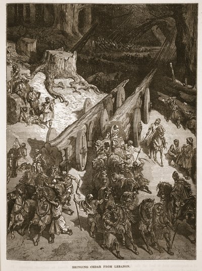 Transport de cèdre du Liban - English School