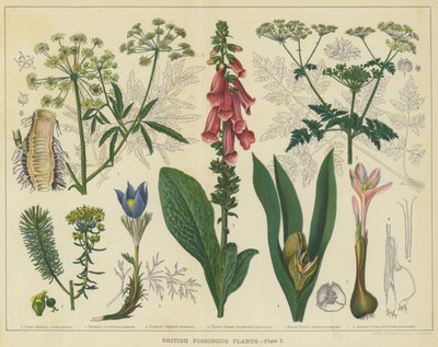Plantes vénéneuses britanniques - English School