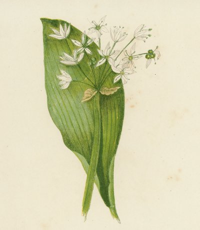 Ail des Ours, Allium Ursinum - English School