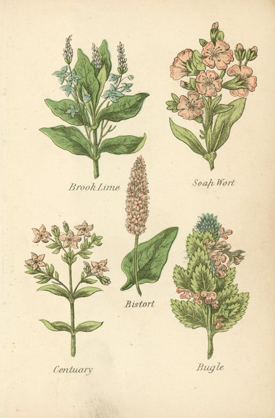 Véronique des ruisseaux, Saponaire, Renouée bistorte, Centaurée, Bugle - English School