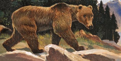 Ours brun (Ours Kodiak) - English School
