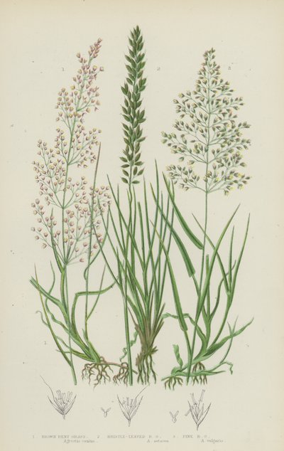 Agrostide brune, agrostide à feuilles de soie, agrostide fine - English School