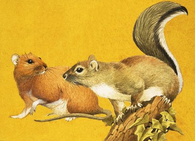 Rat brun et écureuil gris - English School