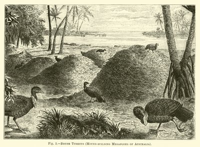 Dindons brosses, mégapodes constructeurs de monticules d