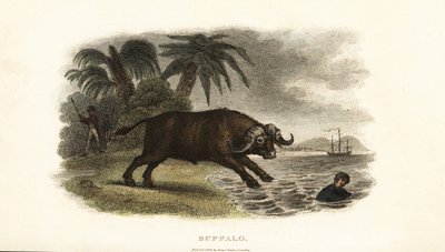 Buffles chassant des garçons dans la mer sur l