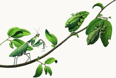 Insectes déguisés - English School