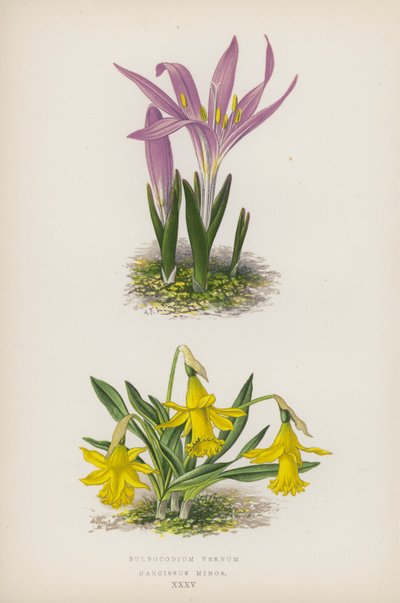 Bulbocodium Vernum; Narcissus Minor (lithographie en couleur) - English School