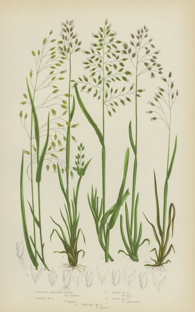 Pâturin bulbeux, pâturin des Alpes, pâturin ondulé, pâturin des bois, pâturin annuel - English School